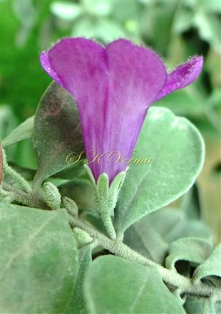  Flower